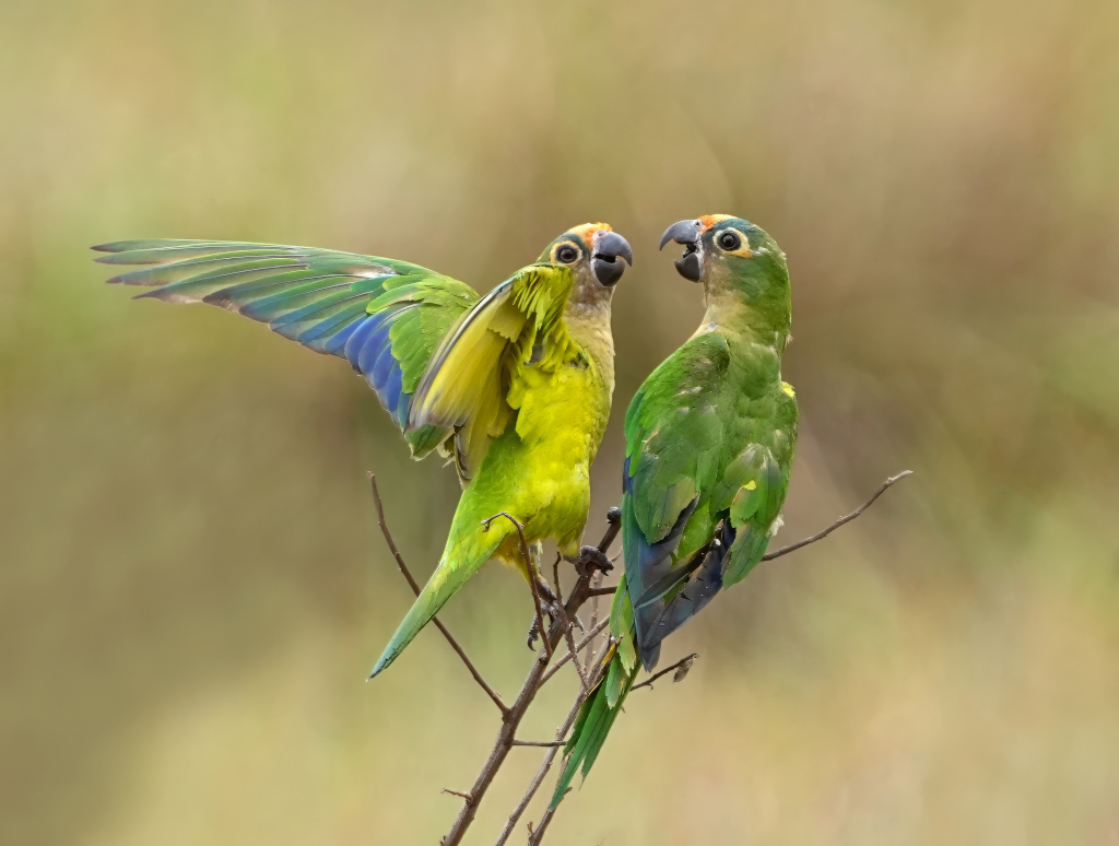 110 Conure couronnée - CHAPADA D G(t).JPG