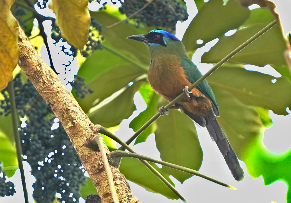 113 Motmot houtouc- Chapada do guim(t).JPG