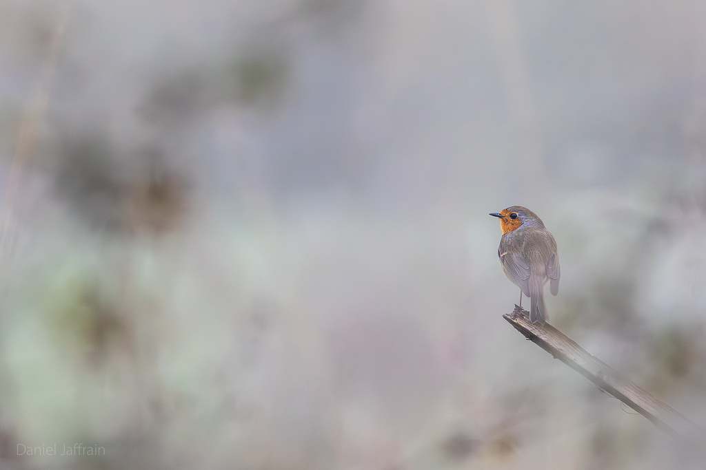 Rétro Image et Nature 2024-2.jpg