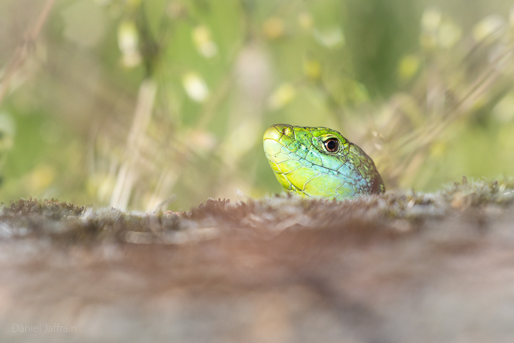 Rétro Image et Nature 2024-4.jpg