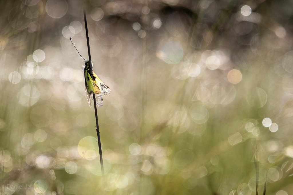 Rétro Image et Nature 2024-5.jpg