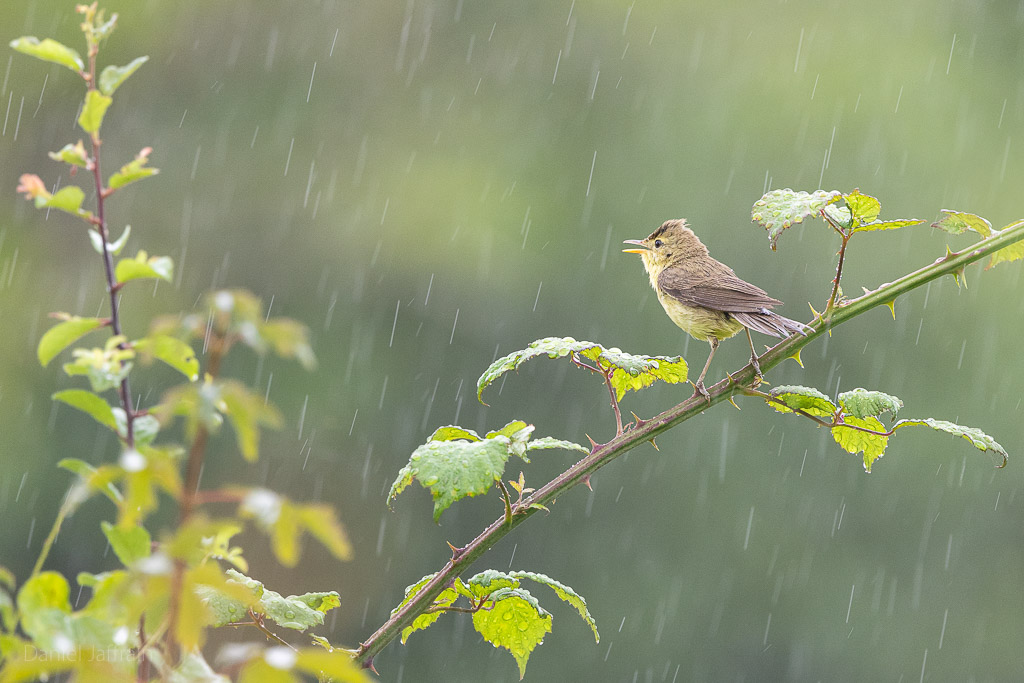 Rétro Image et Nature 2024-7.jpg