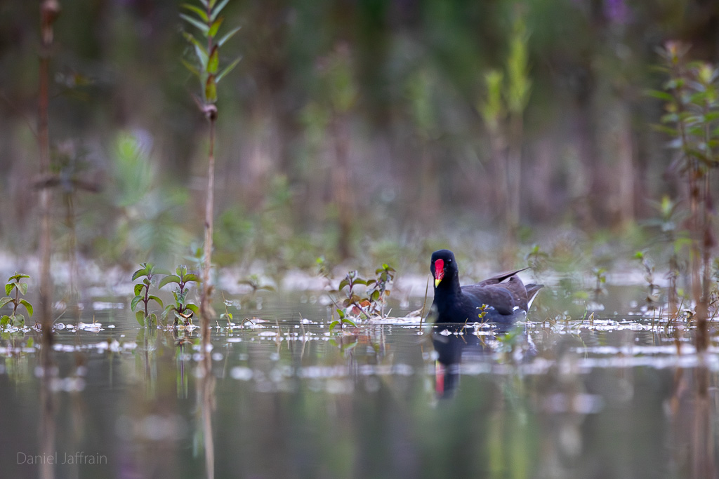Rétro Image et Nature 2024-8.jpg
