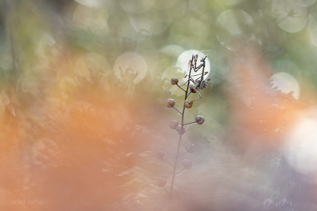 Rétro Image et Nature 2024-10.jpg