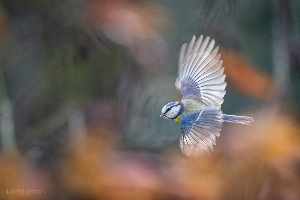 Rétro Image et Nature 2024-12.jpg