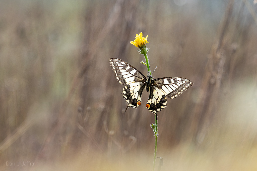 Rétro Image et Nature 2024-9-2.jpg