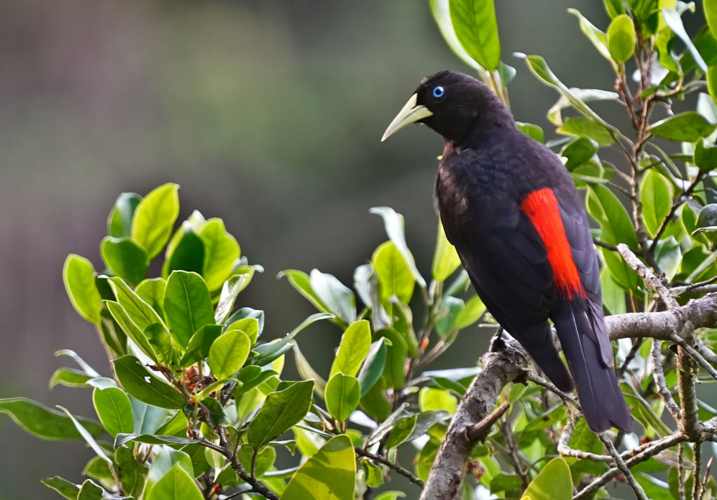 122 Cassique cul-rouge- Los toucanos(t).JPG