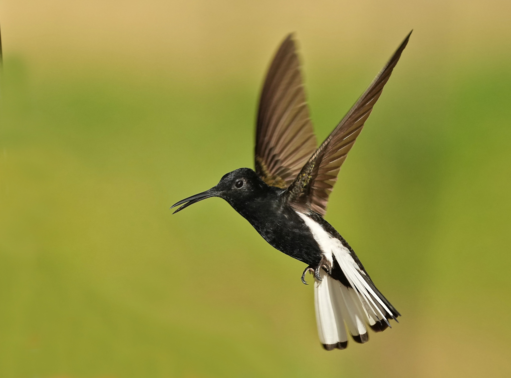 128 Colibri demi-deuil - Los Tucanos(t).JPG