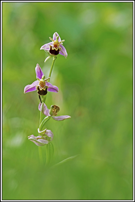 flore(1187)(Ophrys_apifera).jpg