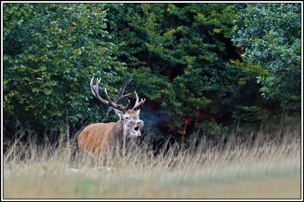 cerf(8514).jpg