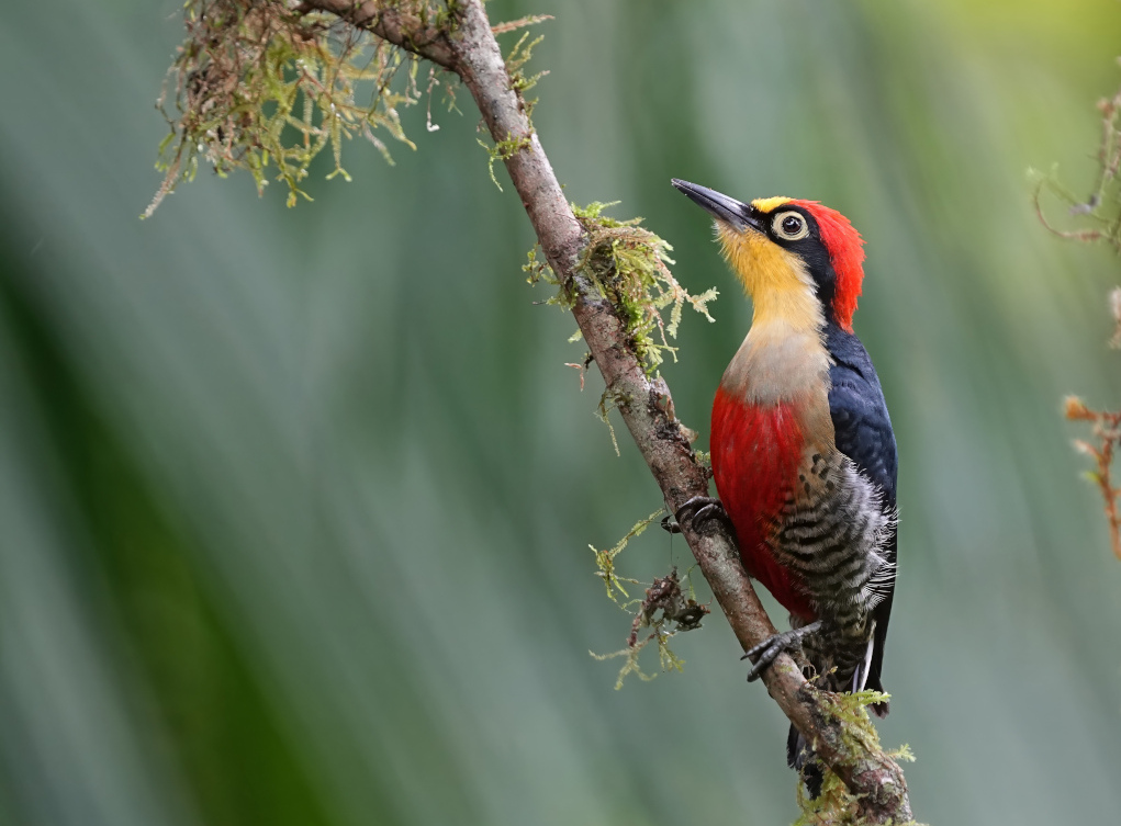 11 oct -nov 2024-Pic à front jaune mâle- Trilho dos tucanos(t).JPG