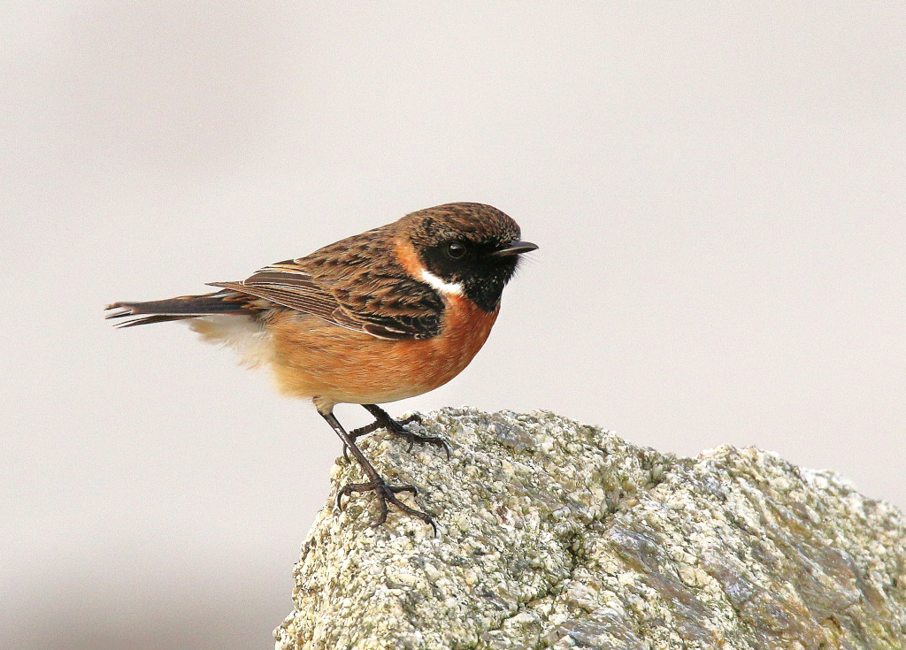 3-Tarier pâtre - Finistèremars 2024.JPG