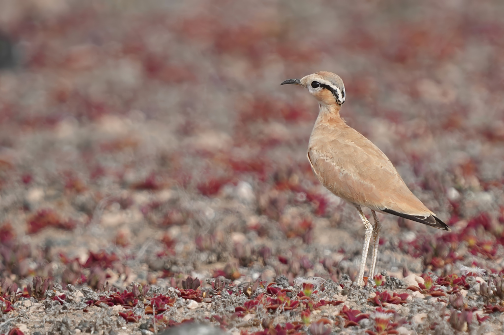 7 juillet 2024-Courvite isabelle-Famara(t).JPG