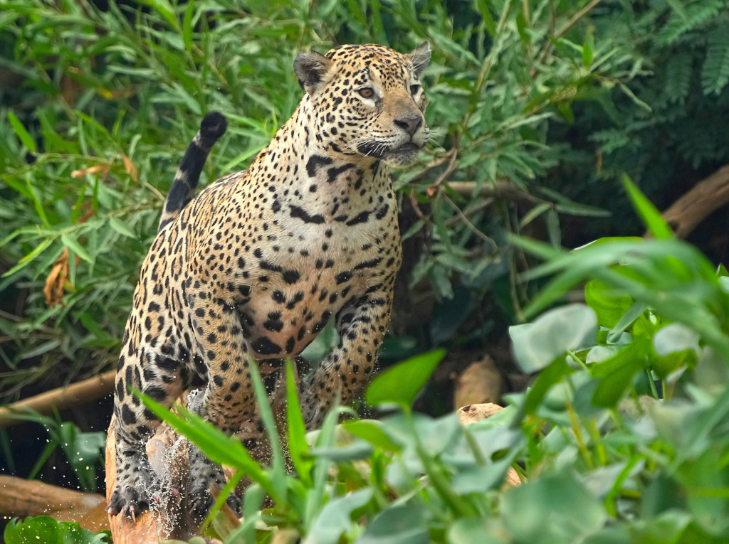 10 Jaguar-oct2024.JPG