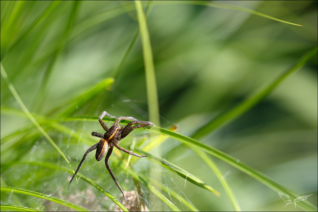 Dolomedes (fimbriatus).jpg