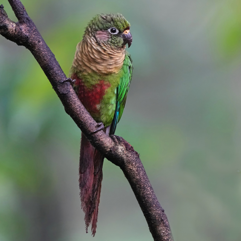 134 Conure de Vieillot - los tucanos(t).JPG