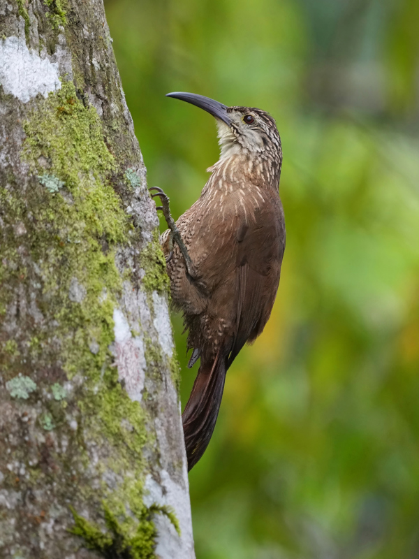 136 Grimpar à gorge blanche - tr dos tucanos(t).JPG