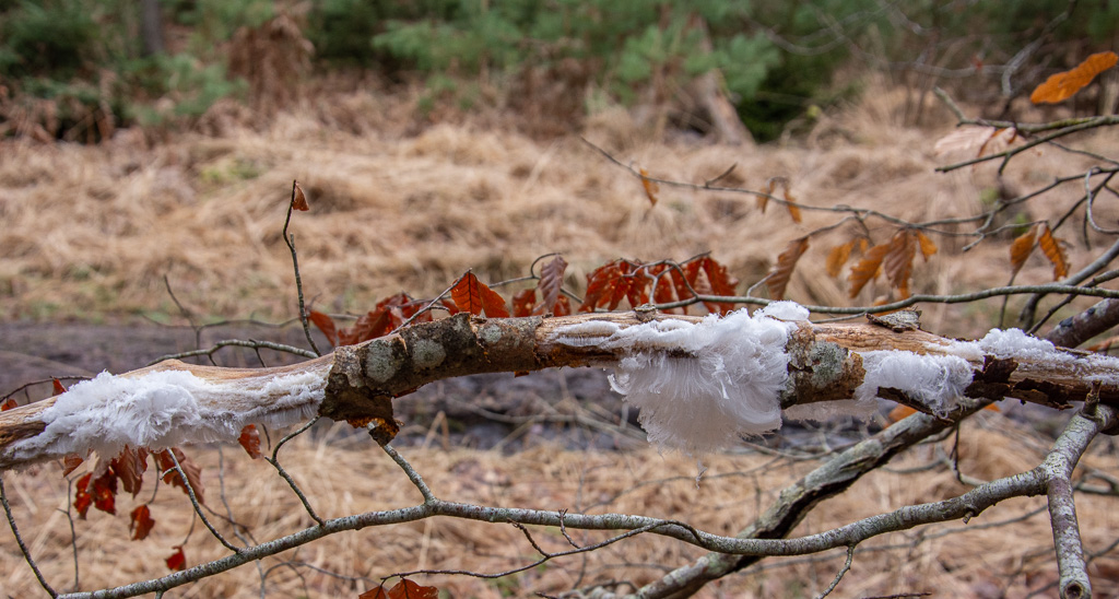 Cheveu d'Ange (3).jpg