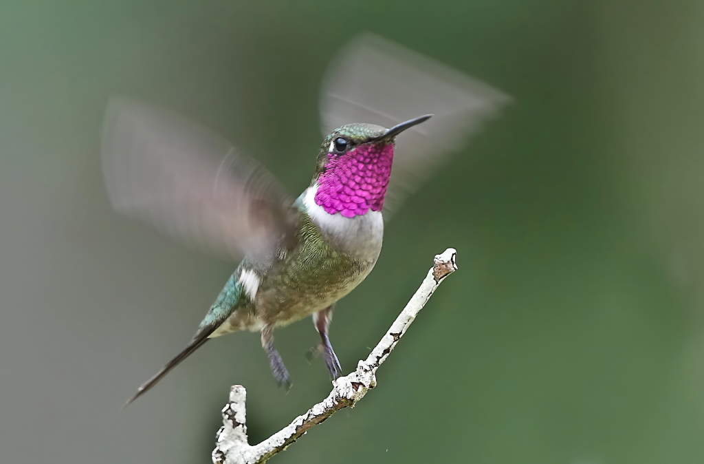 159.Colibri améthyste - Macuquinhos l(t).JPG
