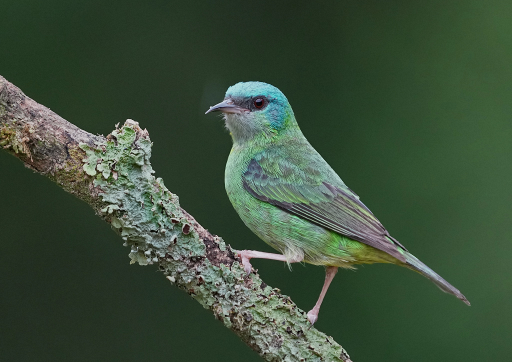182 Dacnis bleu femelle -Itatiaia.JPG