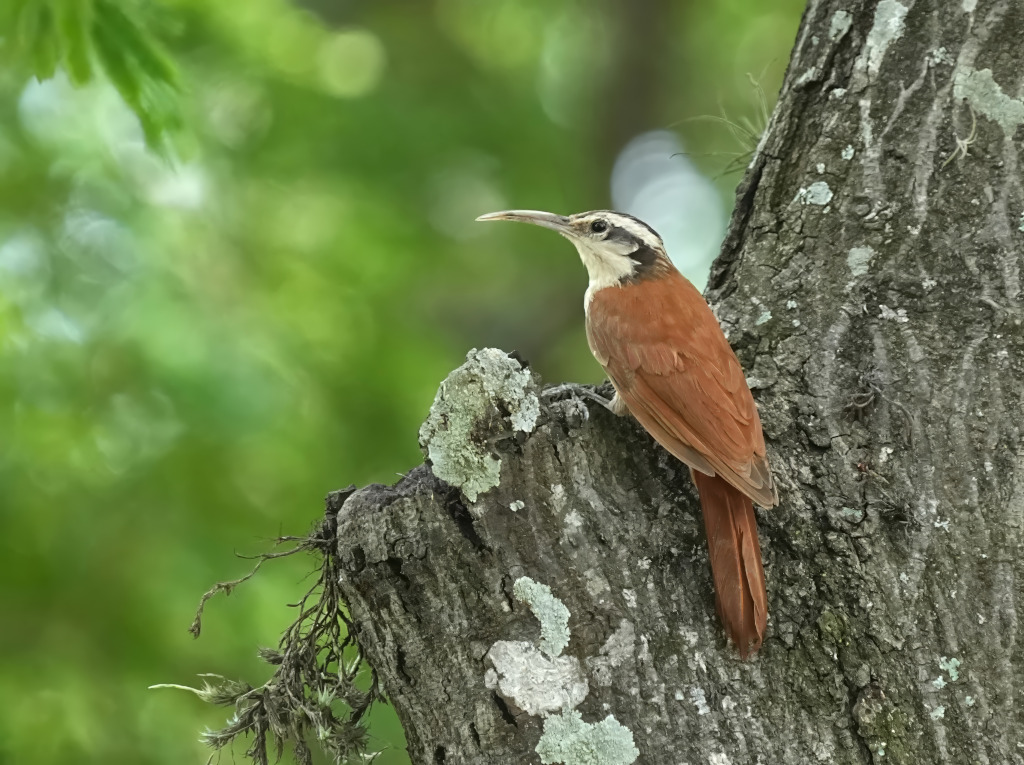 184 Grimpar à bec étroit - Itatiaia(t).JPG