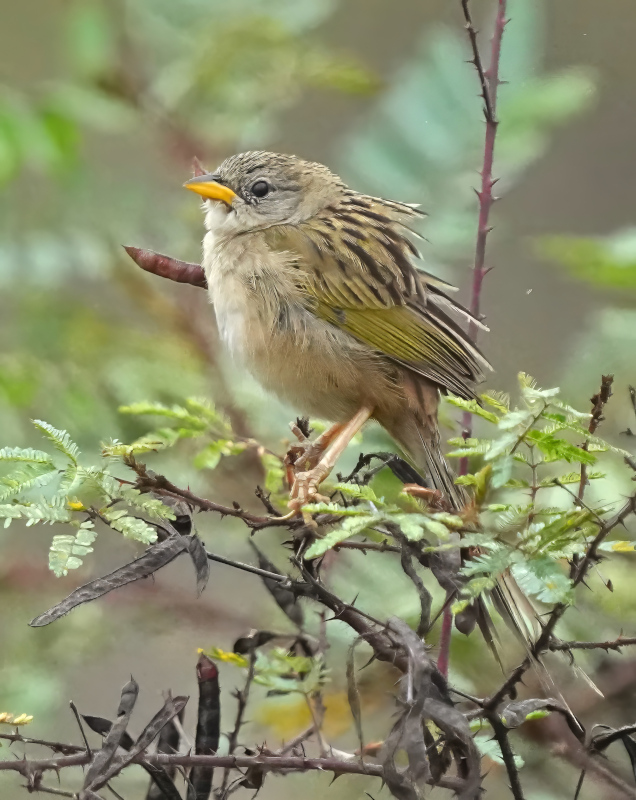 188 Grand tardivole - Itatiaia(t).JPG