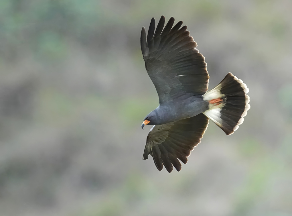 190 Milan des marais mâle - Itati(t).JPG