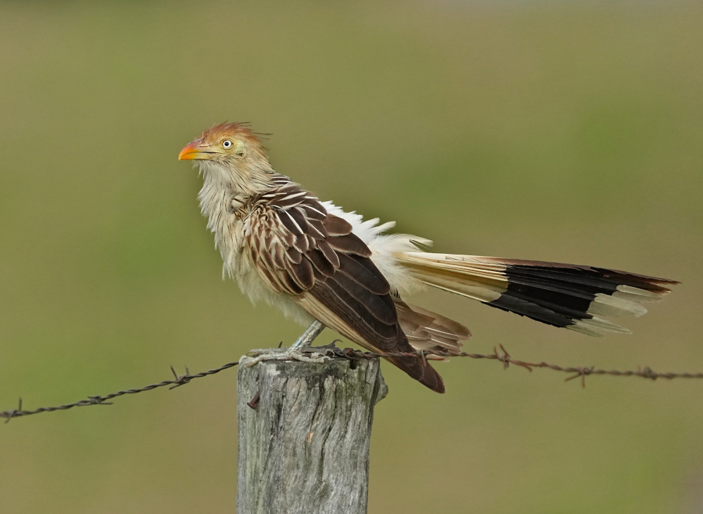 189Guira cantara - (t).JPG