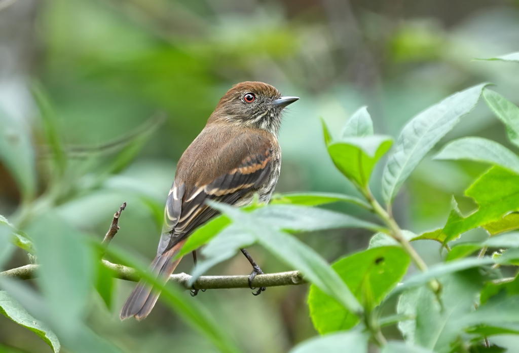 196 Ada à bec bleu fem . Itatiaia NP(t).JPG