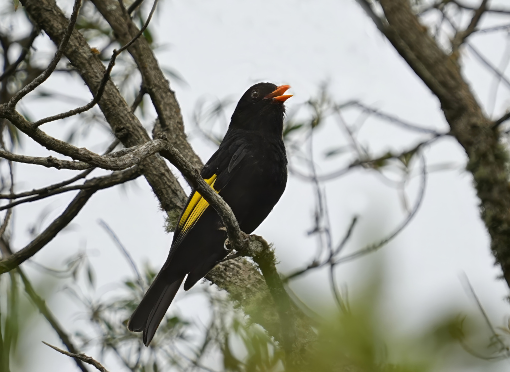 197 Cotinga noir mâle - Itatiaia NP(t).JPG