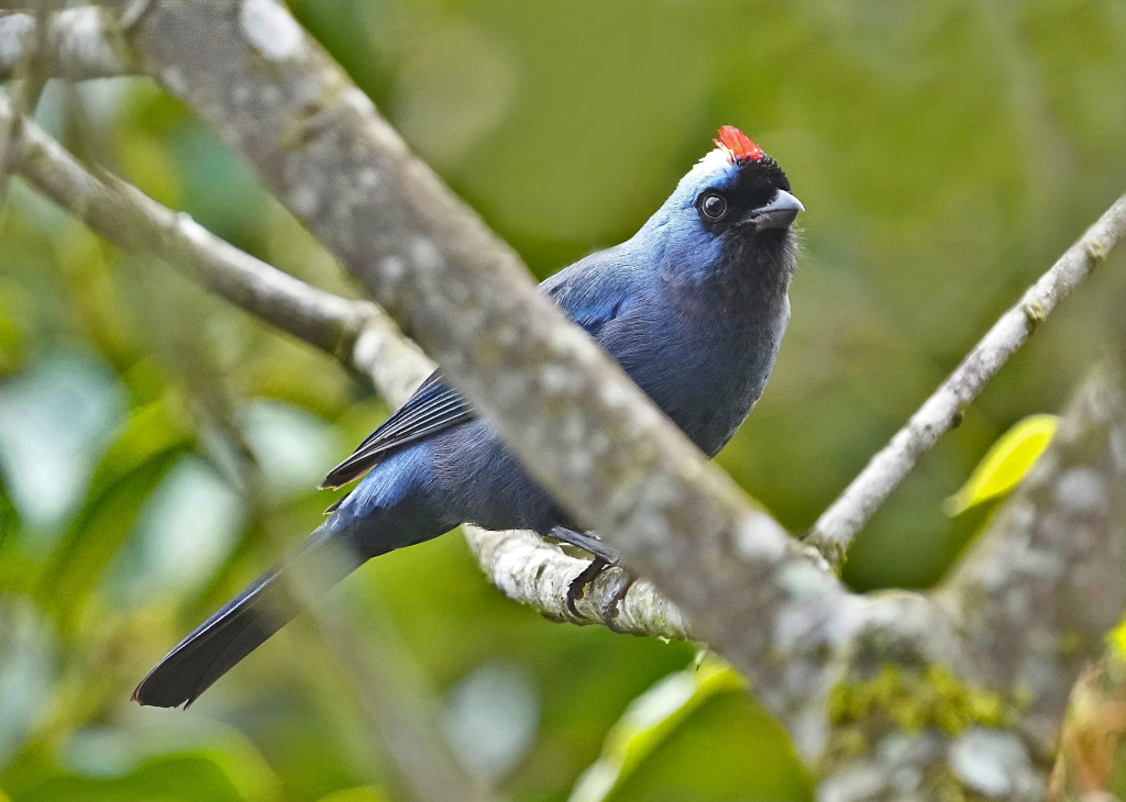 198 Tangara à diadème - Itataia np(t)-2.JPG