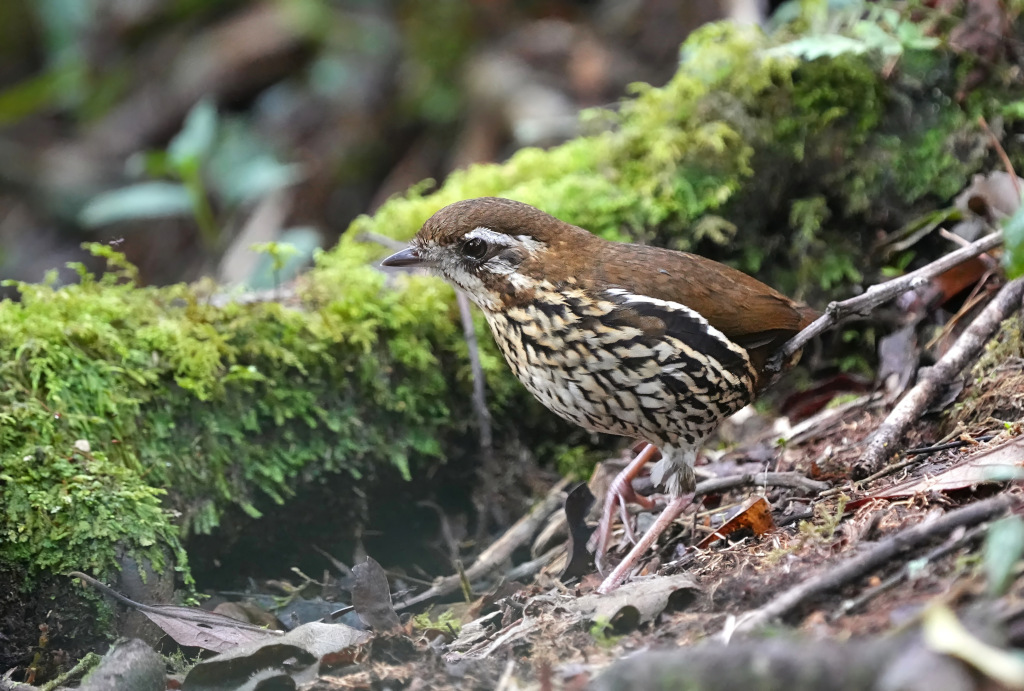 200 Tétéma de Such - Itatiai(t).JPG