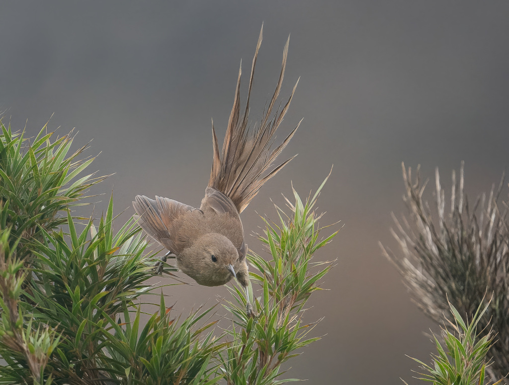 201 Synallaxe d'Itatiaia-Itatiaia(t).jpg