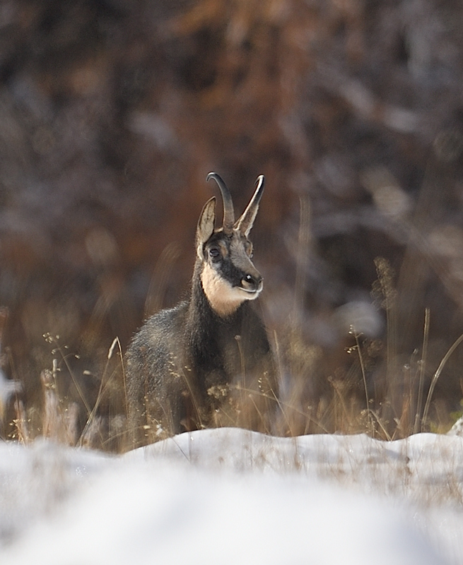 DS5_4067.jpg