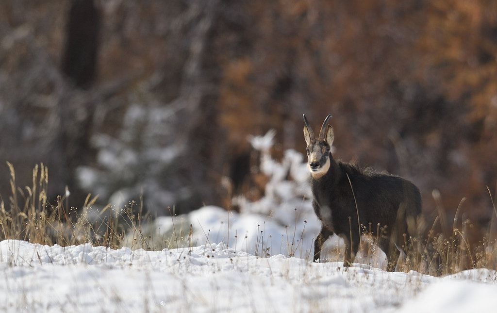 DS5_4074.jpg