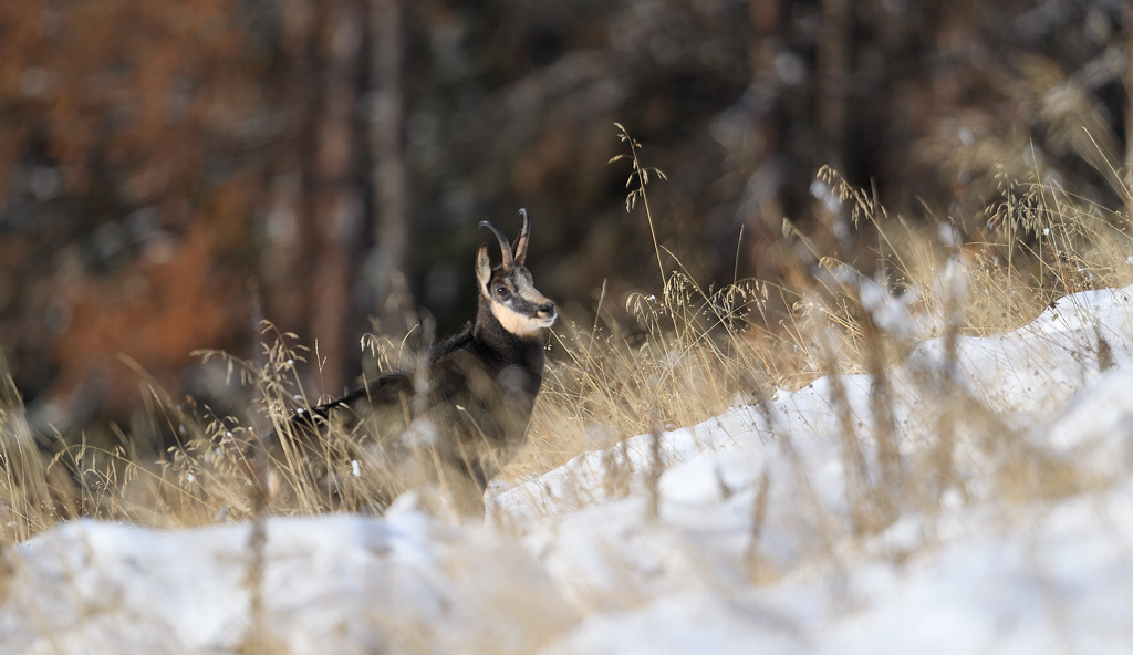 DS5_4104.jpg