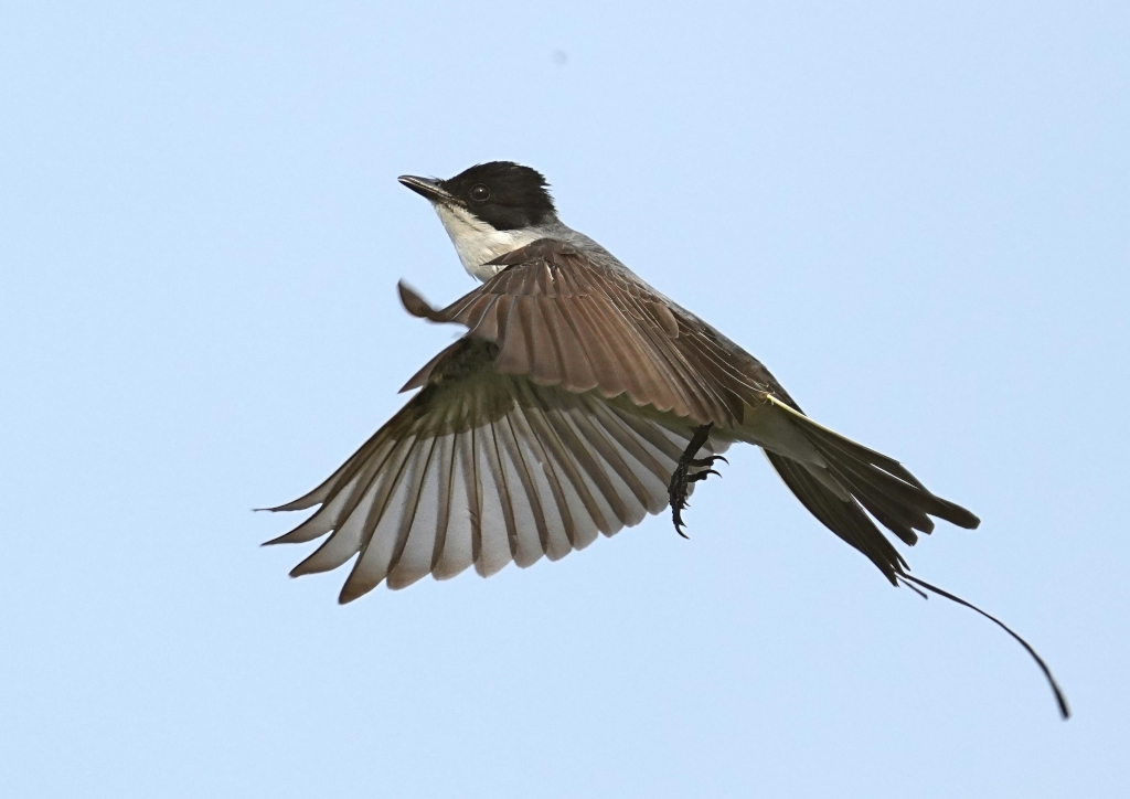 205.Tyran des savanes- itataiai(t).JPG