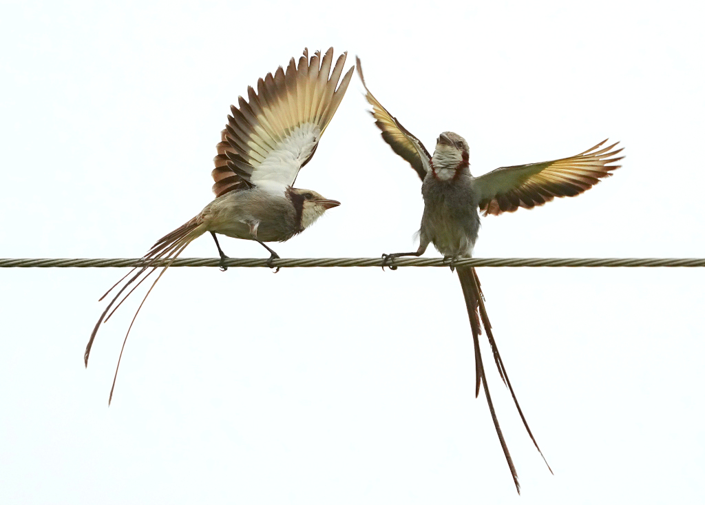 206.Moucherolle Yétapa - Itataia(t).JPG