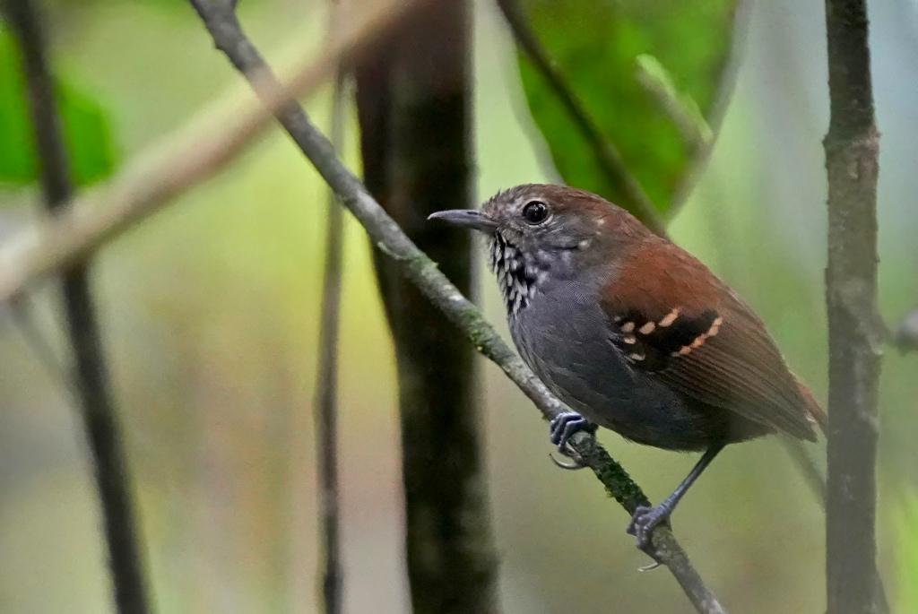 208.Myrmidon à gorge étoilée - Itataia(t).JPG