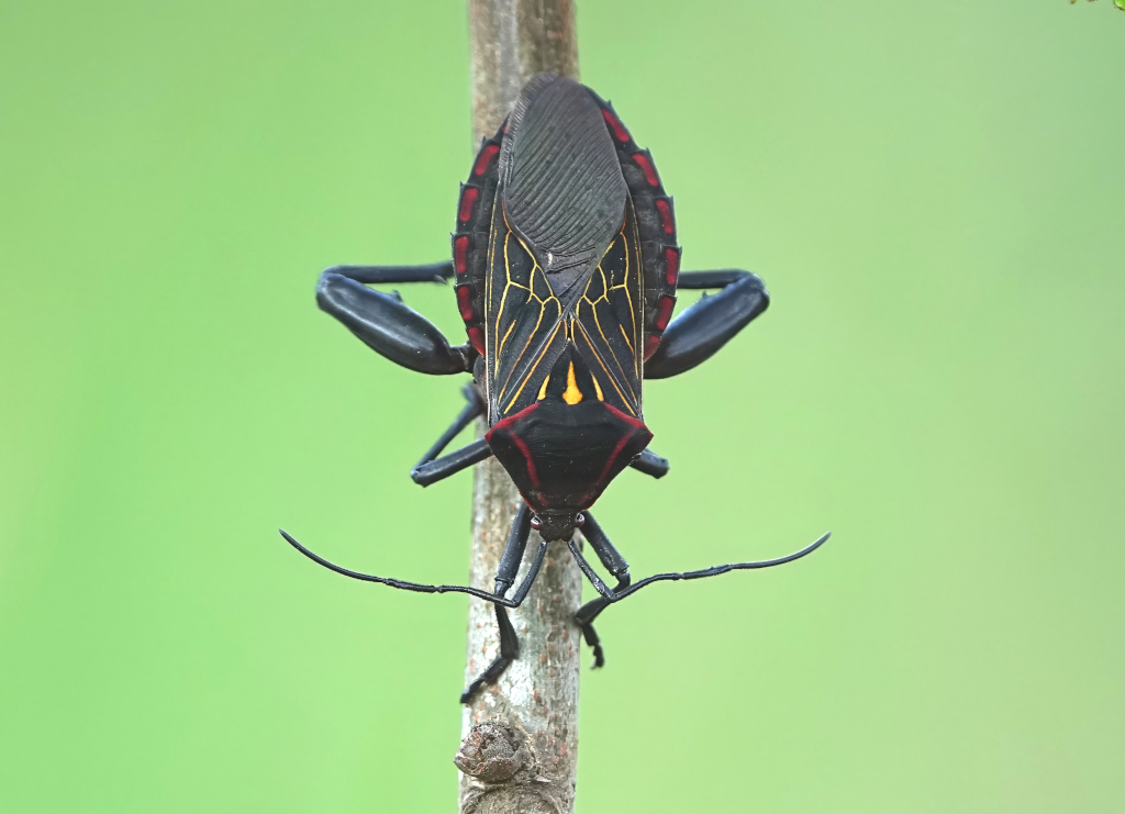 210.Scarabée... Itatia(t).JPG