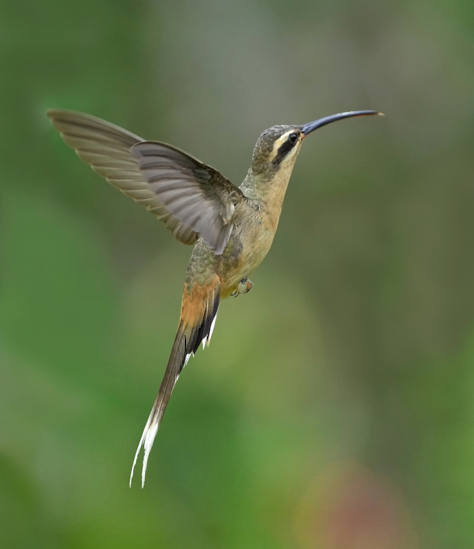 212.Ermite de Prêtre - itatiaia(t).JPG