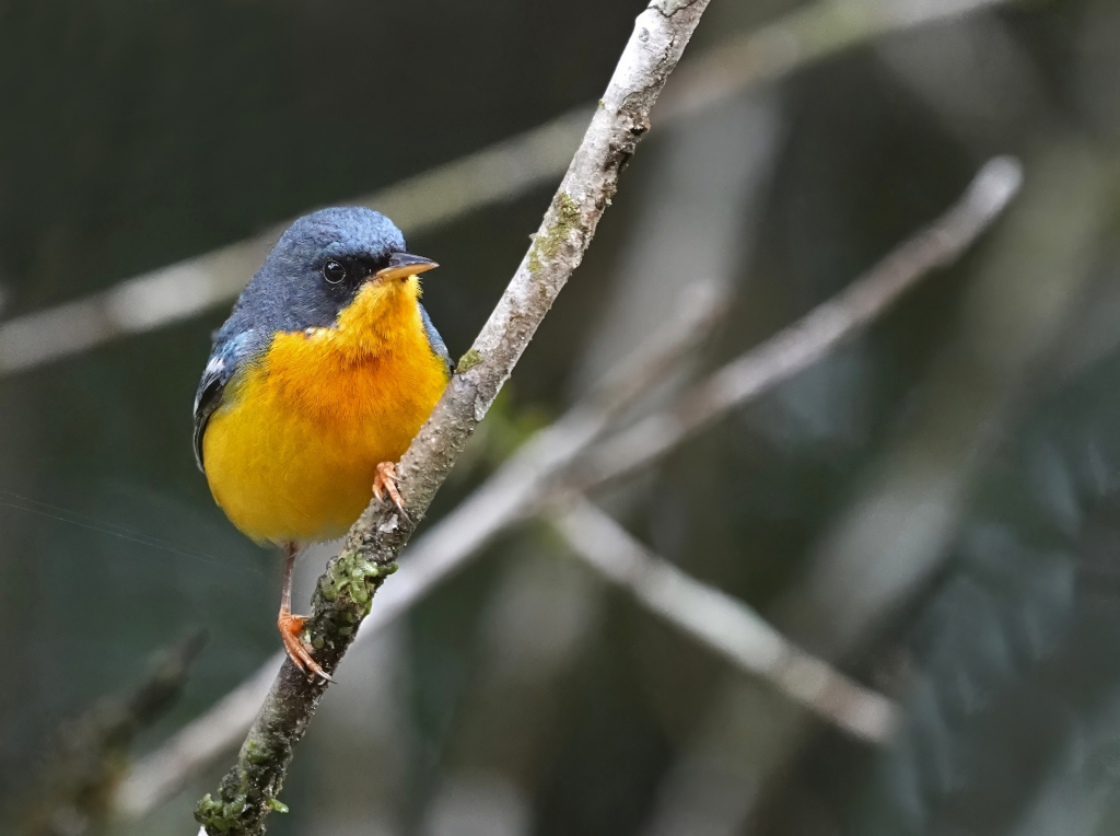 214.Paruline à joues noires - itatiaia(t).JPG