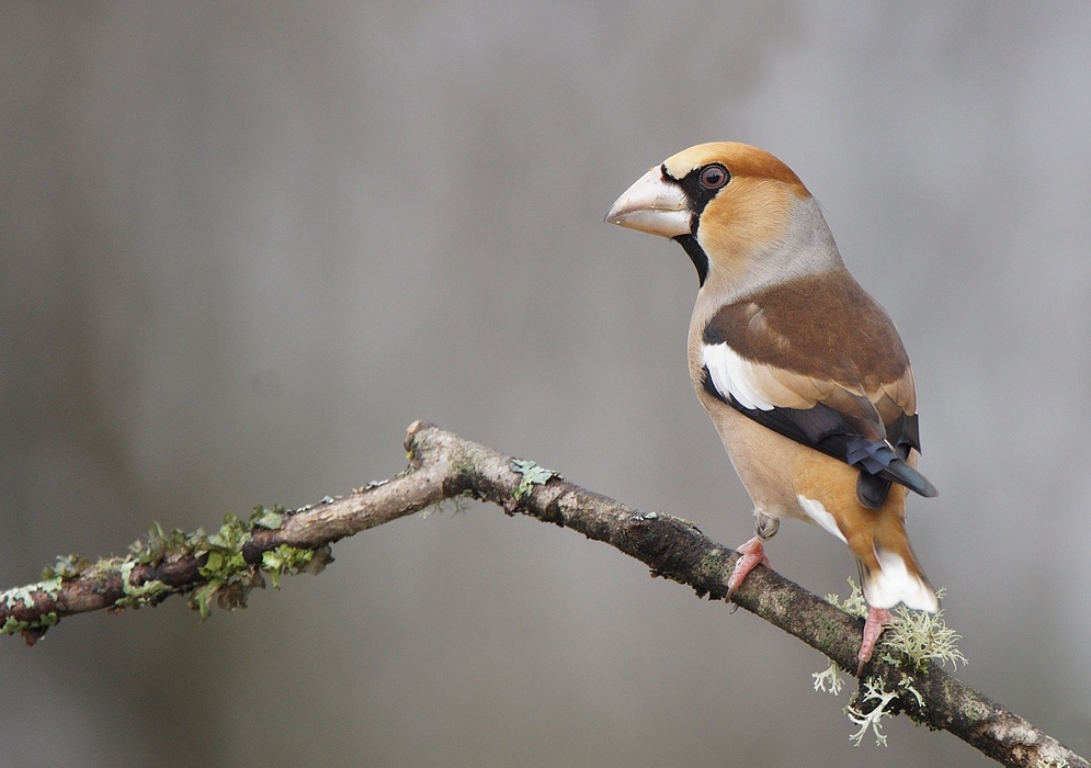 DSC09747 - Copie 1.jpg