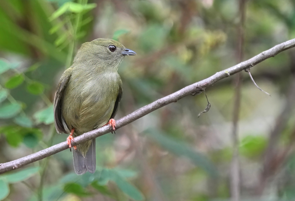 218 Manakin casse-noisette fem - itataia(t).JPG