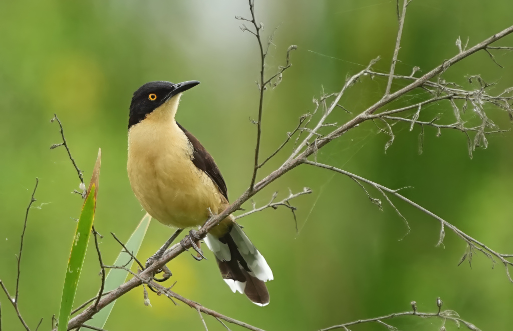 222 Dinacobe à miroir - Itatiaia(t).JPG