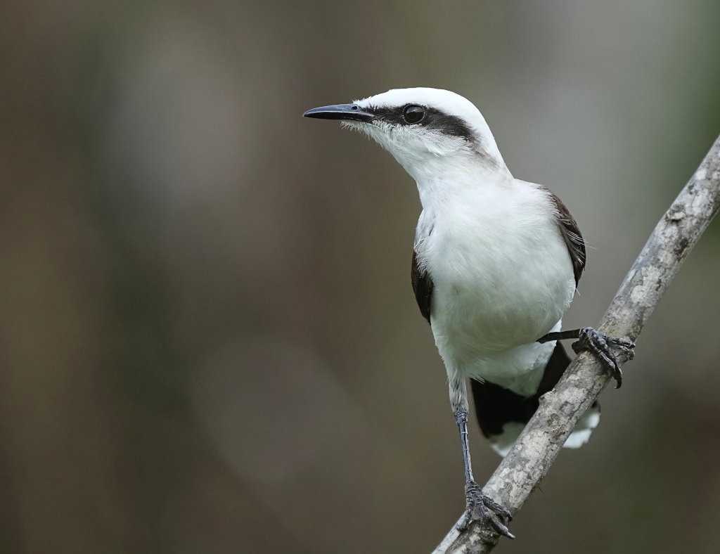 223 Moucherolle aquatique - Itatia(t).JPG