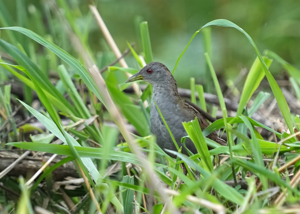 225 Marouette plombée - Itatiaia(t)-2.JPG