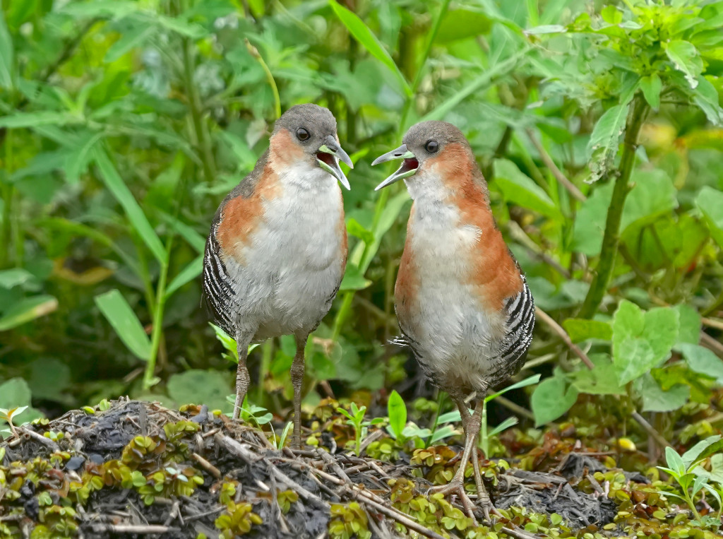 226 Râle brunoir - Itatiaia(t).JPG