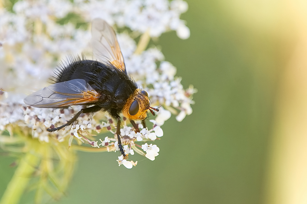 DSC_4800.Tachina grossa.forum.jpg