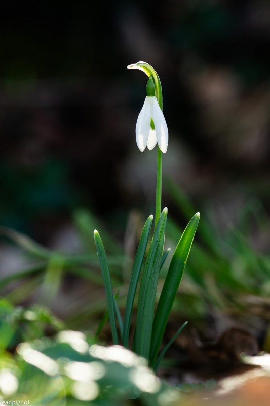 DSC_7346_001DSC_7346.JPG